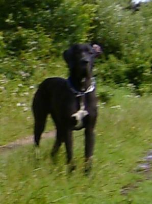 Creation Vom Waldfrieden