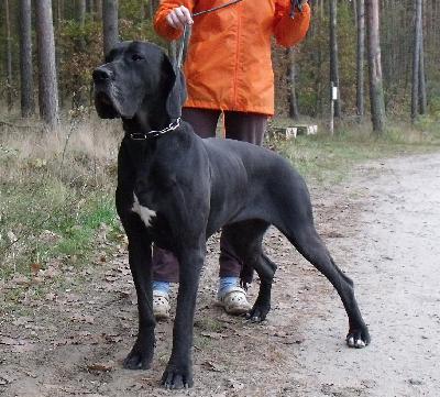 Coer Noir Vom Waldfrieden