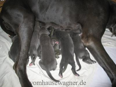 W-jazz Vom Hause Wagner