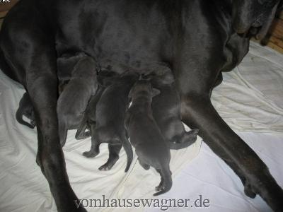 Wow Vom Hause Wagner