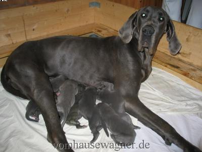 Wesley-brutus Vom Hause Wagner