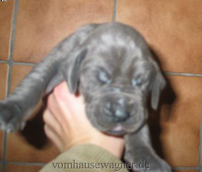 Wesley-brutus Vom Hause Wagner