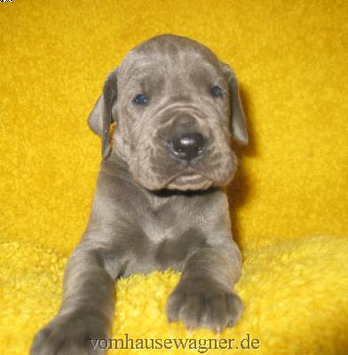 Waganda-inola Vom Hause Wagner