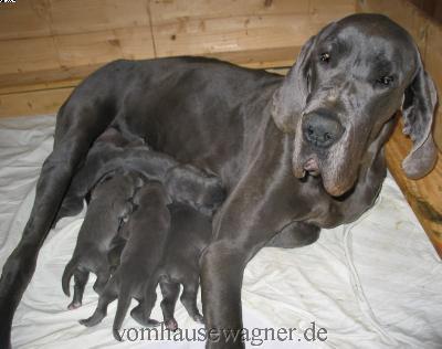 W-zuckerkopf Vom Hause Wagner