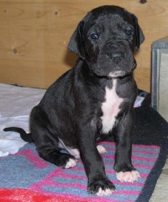 Bandit Von Der Stampede Ranch