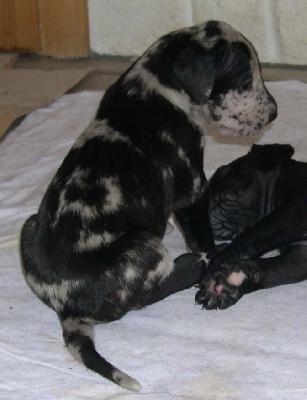 Bijou Von Der Stampede Ranch