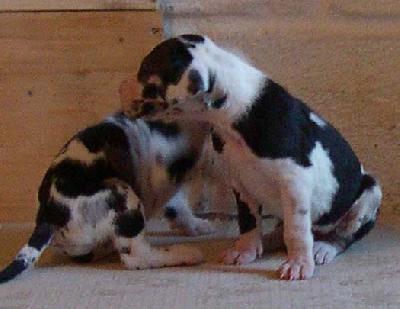 Bounty Von Der Stampede Ranch