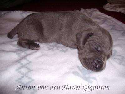 Anton Von Den Havel Giganten