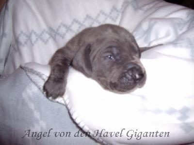 Angel Von Den Havel Giganten