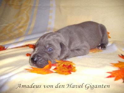 Amadeus Von Den Havel Giganten