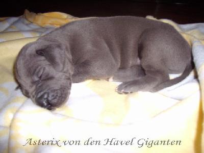 Asterix Von Den Havel Giganten