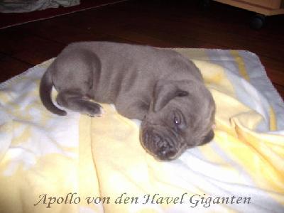 Apollo Von Den Havel Giganten