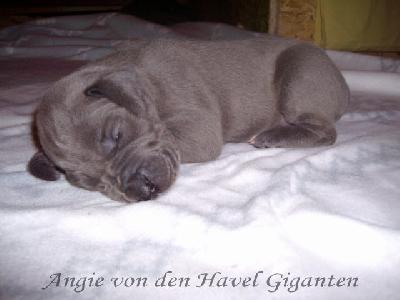 Angie Von Den Havel Giganten