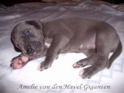 Amelie Von Den Havel Giganten