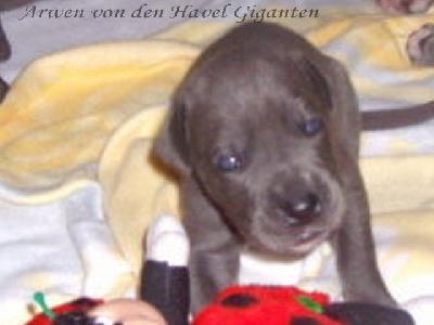 Arwen Von Den Havel Giganten
