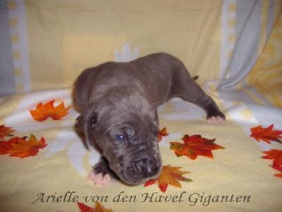 Arielle Von Den Havel Giganten