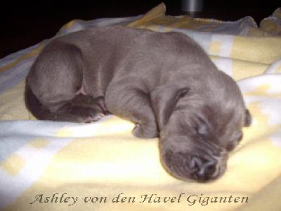 Ashley Von Den Havel Giganten