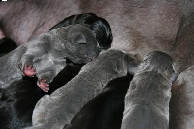 Bendix Von Den Elf Quellen