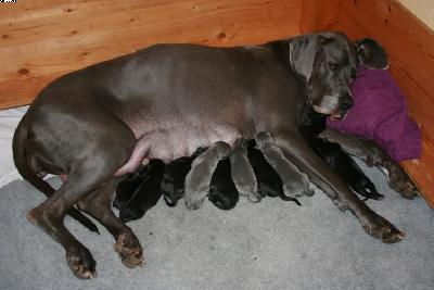 Batonia Von Den Elf Quellen