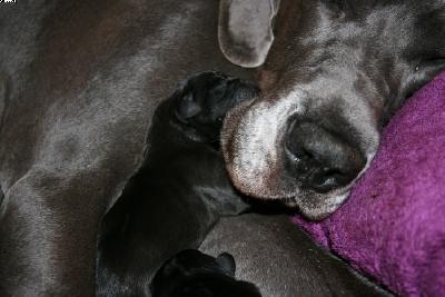 Batimba Von Den Elf Quellen