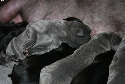 Balea Von Den Elf Quellen