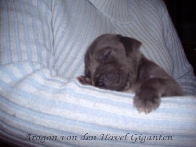 Aragon Von Den Havel Giganten