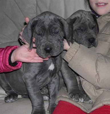 Cheyenne Des Terres De La Rairie