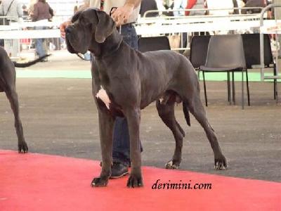 Ch Uron Du Temple Sacre D�heloise