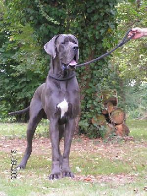 Ch Uron Du Temple Sacre D�heloise