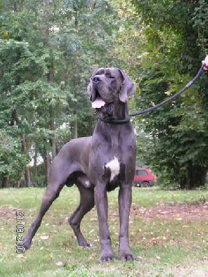 Ch Uron Du Temple Sacre D�heloise