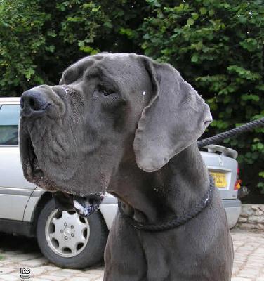 Ch Uron Du Temple Sacre D�heloise