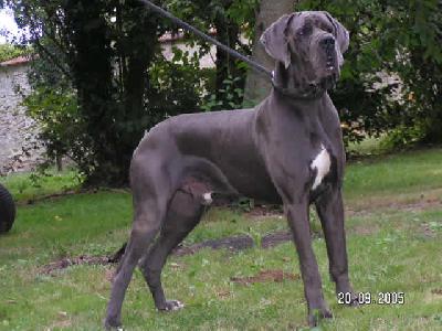 Ch Uron Du Temple Sacre Dheloise