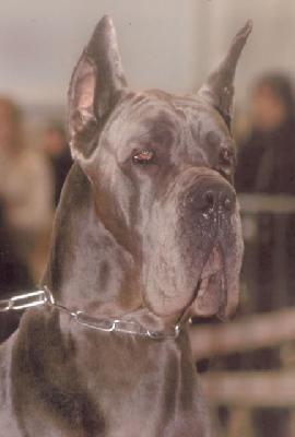 Rafal Du Domaine De L�ange Noir