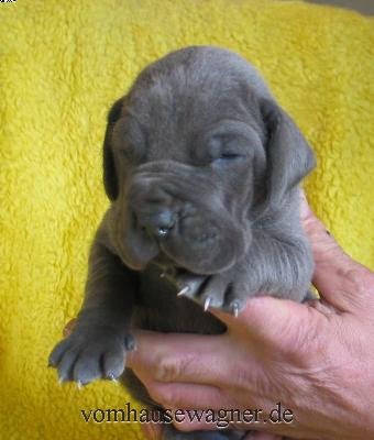 Xenokrates Vom Hause Wagner