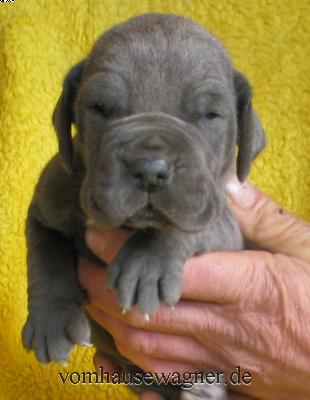 Xenokrates Vom Hause Wagner