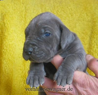 Ximenes Vom Hause Wagner