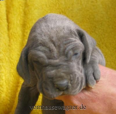 Xanthin Vom Hause Wagner