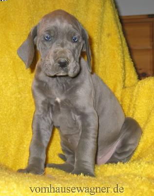 Xanthin Vom Hause Wagner