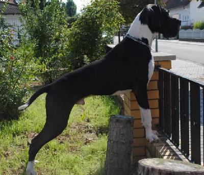 Merkur Von Schlesien