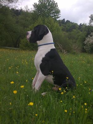 Meddoxx Von Schlesien