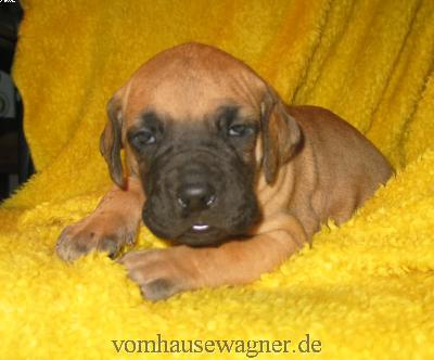 Yukon Vom Hause Wagner