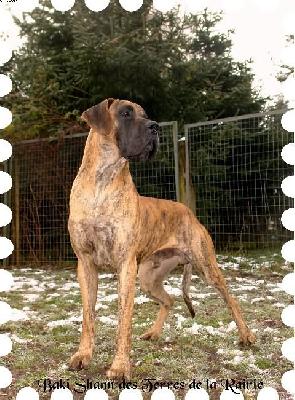 Baki Shann Des Terres De La Rairie