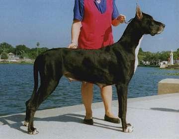 Sardi Daneboa Pillow Talk