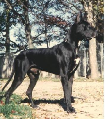 Daneboa�s Black Ambassador