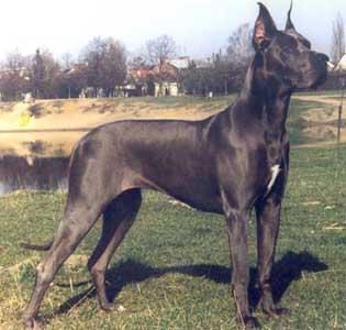 Suzanne Vega Herbu Zadora