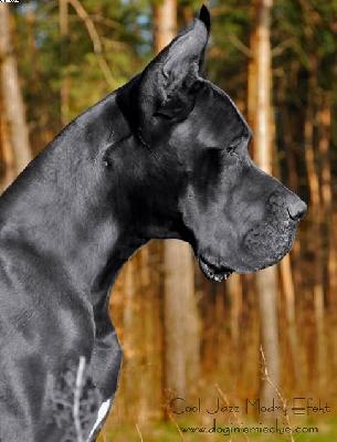 Cool Jazz Modry Efekt