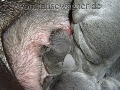 Zidane Vom Hause Wagner