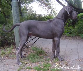 Zyan Vom Hause Wagner