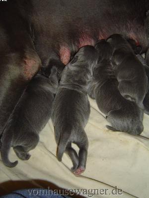 Zodiac Vom Hause Wagner