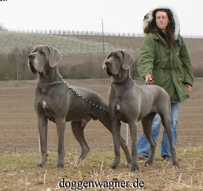 Ch Zyklika Vom Hause Wagner